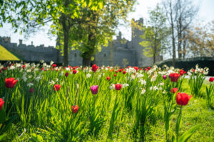 Arundel Castle Tulip Festival 2025 (11)