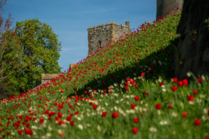 Arundel Castle Tulip Festival 2025 (14)