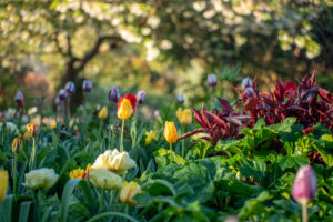 Arundel Castle Tulip Festival 2025 (44)