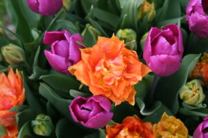 Arundel Castle.Tulip Pot Combination ©Martin Duncan